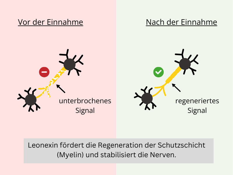 So regeneriert Leonexin die Nerven